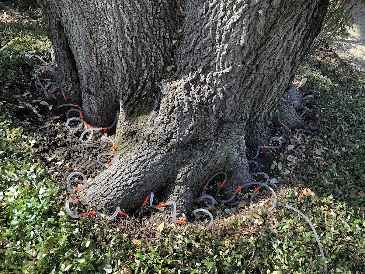Detailed Tree Cabling and Bracing job site in West Ridge