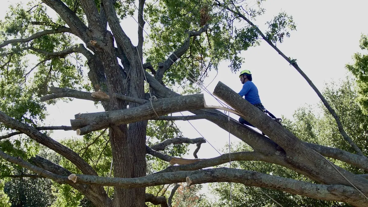 Professional Crown Thinning performed by certified arborists in West Ridge