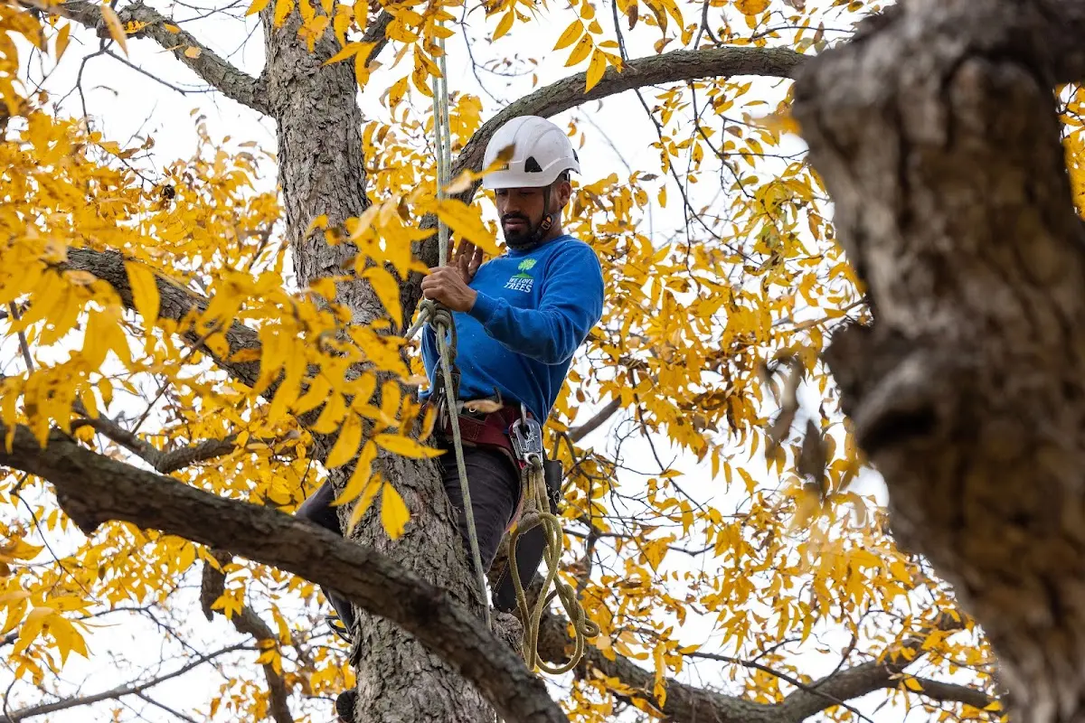 Skilled Tree Pruning crew working in West Ridge